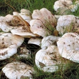 Violina i grudi: razlike, kako prepoznati, fotografija